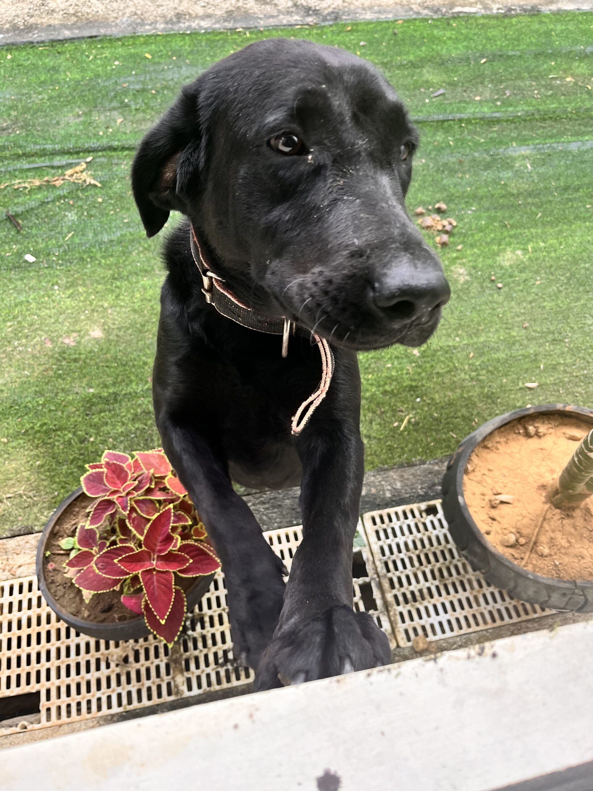 Cooper, our handsome black Labrador